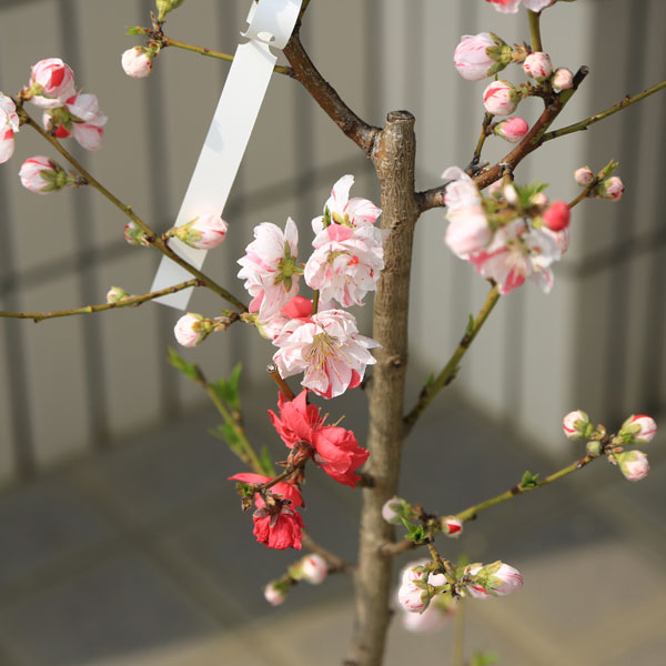 送料無料！　庭木・植木苗：源平桃（立ち性）*紅白の花が同時に楽しめる。げんぺい...