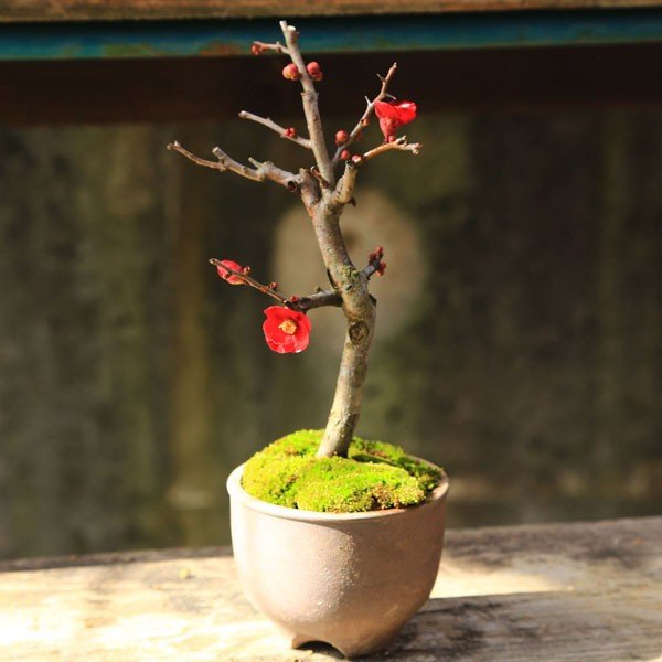 小品盆栽：花色選べる木瓜(丹波焼小鉢)*【ぼんさい】【ボンサイ】【送料無料】bonsai