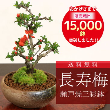 【即日出荷可！】◇楽天1位◇ミニ盆栽：長寿梅(瀬戸焼三彩鉢)*【送料無料】【あす楽対応】【ぼんさい】【ボンサイ】