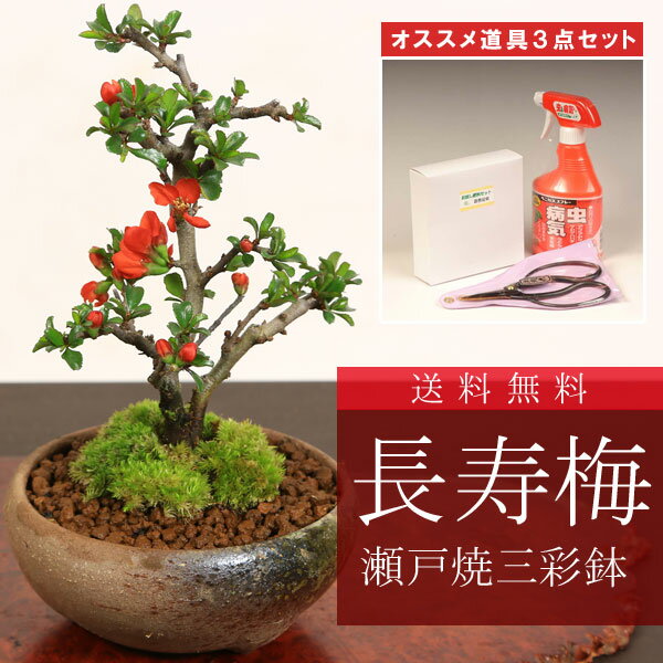 ミニ盆栽：長寿梅 瀬戸焼鉢三彩鉢 と道具セット*【ぼんさい ボンサイ】bonsai