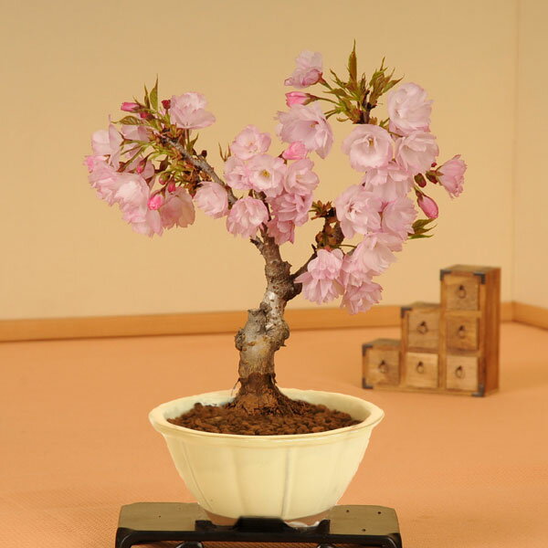 ◇楽天1位◇【即日出荷可!】桜盆栽:一才桜(瀬...の紹介画像2