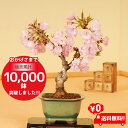 【あす楽　ギフト】◇楽天1位◇【即日出荷可!】桜盆栽：一才桜(瀬戸焼鉢)*【2021年開花】【送料無料】【あす楽対応】【さくら盆栽】自宅でお花見