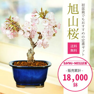 【敬老の日 プレゼント】◇楽天1位◇【即日出荷可!】桜盆栽：一才桜(瀬戸焼鉢)*【2023年開花終了】【送料無料】【あす楽対応】【さくら盆栽】自宅でお花見 bonsai