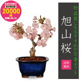 ŷ1̡¨вٲ!ۺߺϡͺ(;ȭ)*2024ǯճ̵֡ۡۡڤбۡڤߺϡۼǤָ bonsai