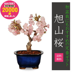 ◇楽天1位◇【即日出荷可!】桜盆栽：一才桜(瀬戸焼鉢)*【2024年春開花】【送料無料】【あす楽対応】【さくら盆栽】自宅でお花見 bonsai