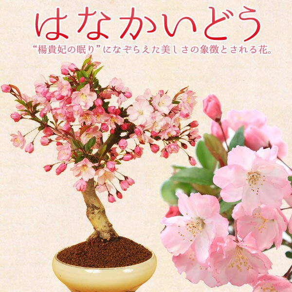 盆栽：垂糸(すいし)かいどう桜*【202