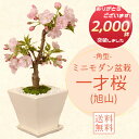モダン盆栽:一才桜(旭山桜・受け皿付)*【2025年春開花終了】【葉姿でお届け】【送料無料】【桜盆栽】【さくら盆栽】自宅でお花見bonsai
