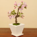 モダン盆栽：一才桜(旭山桜・受け皿付)*自宅でお花見bonsai