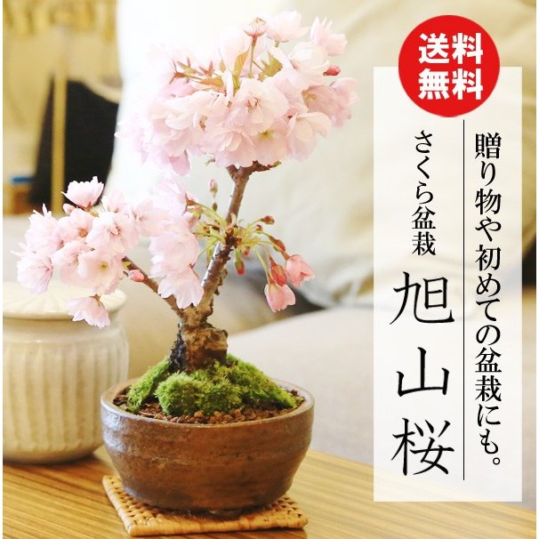 おうち花見に桜盆栽！初心者でも育てやすくプレゼントにもおすすめなのは？