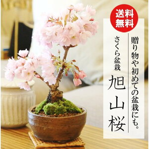 おうち花見に桜盆栽！初心者でも育てやすくプレゼントにもおすすめなのは？