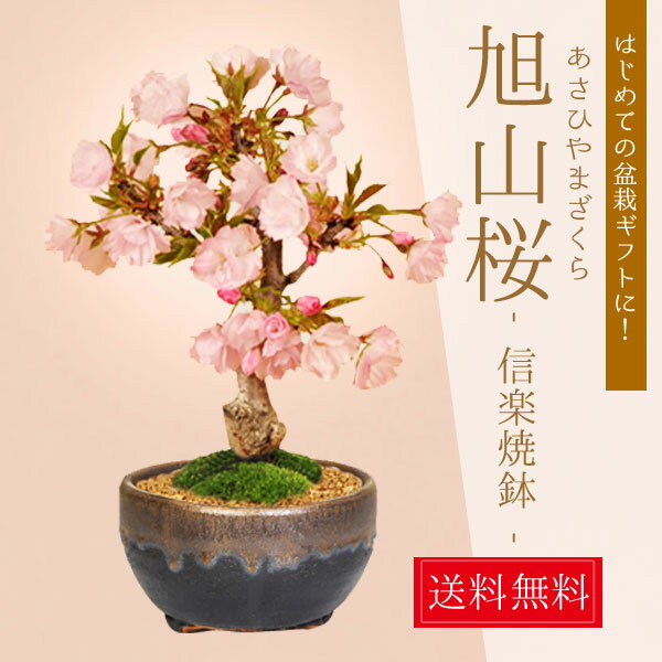 4月に開花『旭山桜』☆桜の品揃えTOPクラスの盆栽専門店からサクラのお...