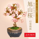 ◇楽天1位◇桜盆栽：一才桜(高級信楽焼黒イブシ金彩小鉢） 【2024年開花終了】【即日出荷可 】【ぼんさい ボンサイ さくら】自宅でお花見 bonsai