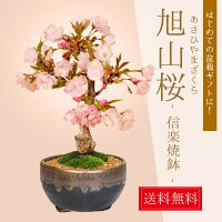 ◇楽天1位◇桜盆栽：一才桜(高級信楽焼黒イブシ金彩小鉢）*【2024年春開花】【即日出...