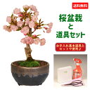 【即日出荷可!】桜盆栽：旭山桜(高級信楽焼黒イブシ金彩小鉢)と道具セット*【2024年開花終了】【送料無料】【さくら盆栽】自宅でお花見 bonsai