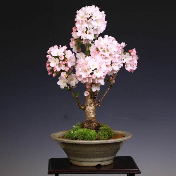 ◇楽天1位◇桜盆栽：御殿場桜(萬古焼白鉢)*【2020年開花】 【送料無料】