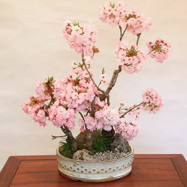 豪華桜寄せ盆栽：桜の秘境* 【送料無料】【2021年開花】自宅でお花見 bonsai