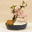 桜盆栽:旭山桜 景色盆栽*【2023年開花終了】【送料無料】自宅でお花見 bonsai