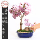 桜盆栽:旭山桜2本寄せ<瀬戸焼楕円青鉢>*石と苔と砂付き【2025年春開花終了】【葉姿でお届け】景色盆栽一才桜 鉢植え 和 お花見 誕生日 祝 プレゼントにもb...