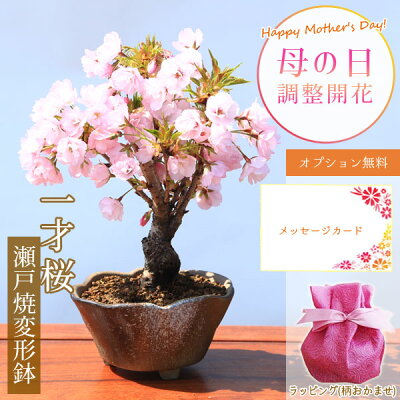 【母の日 プレゼント】◇楽天1位◇桜盆栽：母の日開花桜(瀬戸焼変形鉢)* 【送料無料】【ラッピング付】【さくら盆栽】bonsai