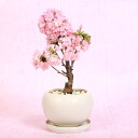 ~́F_R(۔Mt)*y2024NJԏIz[ICgyzyo׉złԌbonsai