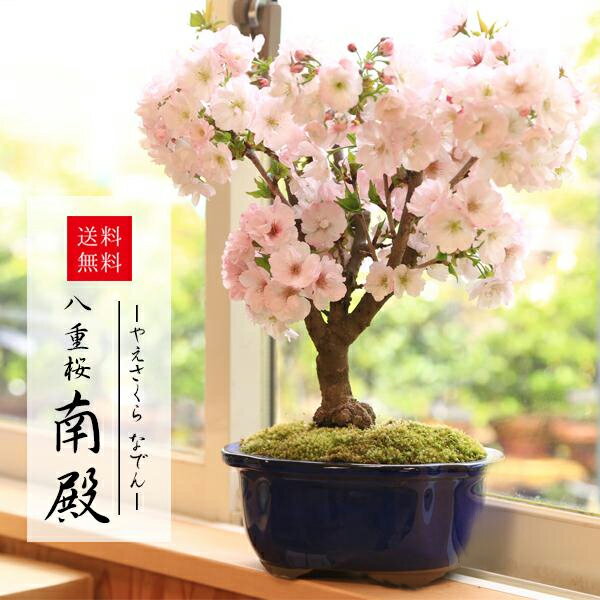 楽天1位 桜盆栽：八重桜 大 *＜国産青モッコ陶器鉢＞【2024年開花終了】【あす楽対応】【さくら盆栽】bonsai