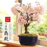 ŷ1̡ߺϡȬź(*ĥåƫȭ2024ǯֽλۡڤбۡڤߺϡbonsai