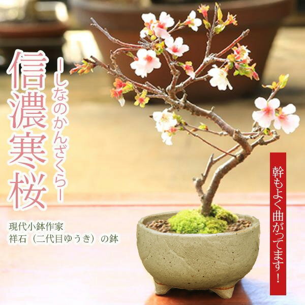 【父の日ギフト プレゼント】桜盆栽：富士桜 信濃寒桜 * 現代小鉢作家 祥石 二代目 ゆうき 利休灰白鉢【2024年春開花終了】【送料無料】【即日出荷可】自宅でお花見 bonsai