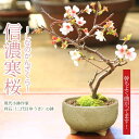 桜盆栽：富士桜(信濃寒桜)*(現代小