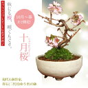 【父の日ギフト】桜盆栽:十月桜(現代小鉢作家 祥石(二代目)ゆうき)*【送料無料】【即日出荷可】2023年春開花終了 bonsai