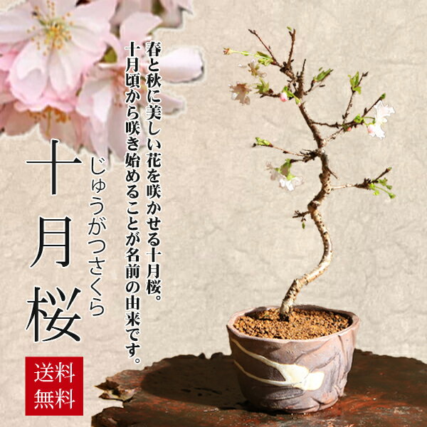 桜盆栽：十月桜(茶白流し瀬戸焼小鉢)*【2024年春開花終了