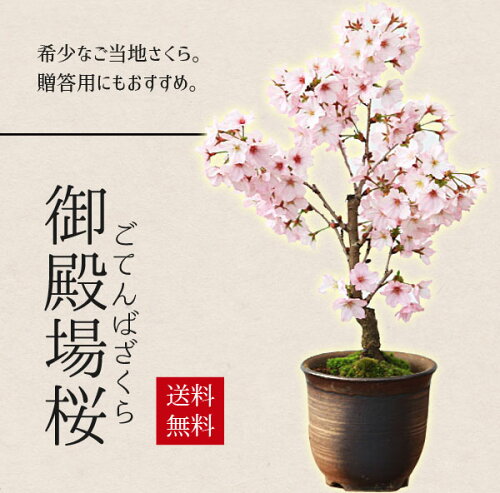 入荷数が少ない品種の為数量限定商品桜盆栽：御殿場桜(瀬戸焼金吹鉢)*...