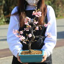 桜盆栽:特選河津桜(緑釉長方縁付鉢)*【2023年開花終了】かわづざくら sakura 送料無料 bonsai