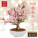 ◇楽天1位◇盆栽：特選極太すいしかいどう桜（白丸鉢）*【20