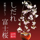 しだれ富士桜(信楽焼橙鉢)
