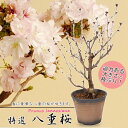 桜盆栽：特選八重桜(南殿）*(萬古焼反深鉢)＜2024年春開花＞豪華な八重桜　さくら sakura bonsai