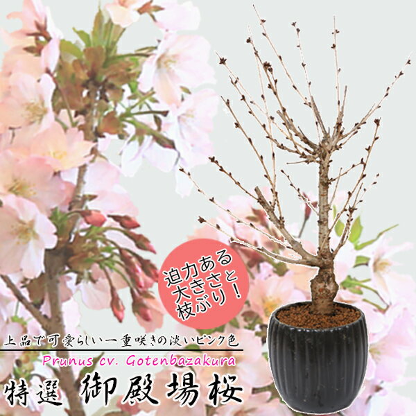 桜盆栽：特選御殿場桜(モダン陶器黒深鉢)* (2024年春開花)Sakura さくら　bonsai