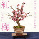 小品盆栽：紅梅（信楽焼刷毛目鉢）*【2024年早春開花】【送料無料】【あす楽　ギフト】bonsai