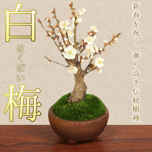 小品盆栽：白梅（信楽焼小鉢）*【2024年早春開花】【送料無料】【あす楽】bonsai