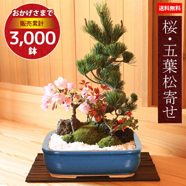 ̓ Mtg v[g ~́FEܗt*() 2024NJԏI     ڂ񂳂@{TC  ~ łԌ bonsai