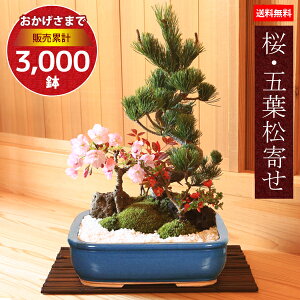 ߺϡվ*(Ĺȭ)2024ǯճ֡ۡڤбۡڤܤ󤵤ܥ󥵥ۡڤߺϡۼǤָ bonsai