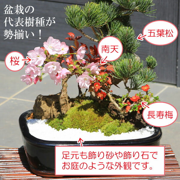 桜盆栽：桜・五葉松寄せ*【2021年開花】【送料無料】【あす楽対応】【ぼんさい　ボンサイ】【さくら盆栽】自宅でお花見