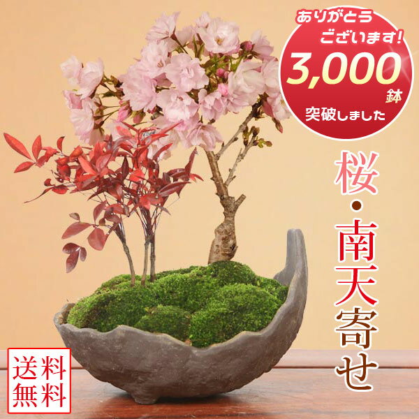 楽天市場】小品盆栽 販売の通販 楽天市場】小品盆栽 販売の通販