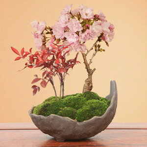 ߺϡŷ󤻿(ȭ)*2024ǯճ̵֡ۡۡڤߺϡۡڤбۼǤָ bonsai