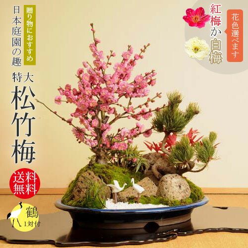 迎春：特大松竹梅*鶴付き【お歳暮】【2024年早春開花】bonsai　紅梅　白梅
