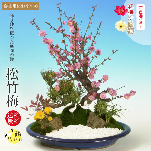 迎春：松竹梅(楕円浅鉢)*鶴付き【お歳暮】【2025年早春開花予定】bonsai　紅梅　白梅