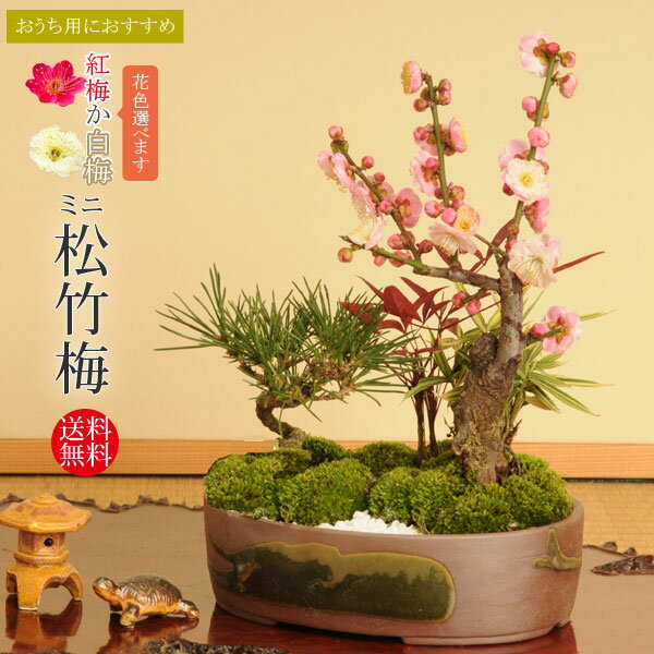 迎春：ミニ松竹梅（瀬戸焼鉢）*【お歳暮】【2024年早春開花】bonsai　紅梅　白梅