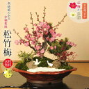 迎春：松竹梅(変形赤釉薬鉢)*鶴付き【お歳暮】【2024年早春開花予定】bonsai　紅梅　白梅