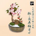 【父の日ギフト プレゼント】【あす楽 ギフト】◇楽天1位◇桜盆栽:桜・長寿梅寄せ植え* 【2025年春開花終了】【葉姿でお届け】(モッコ桑染色陶器鉢) 石 苔 ...
