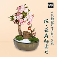 【あす楽　ギフト】◇楽天1位◇桜盆栽：桜・長寿梅寄せ植え* (モッコ桑染色陶器鉢) ...