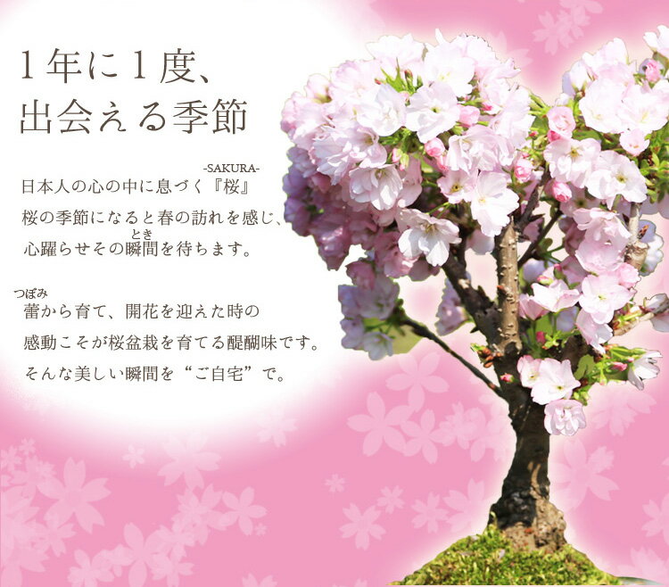 人気花物盆栽：桜・藤寄せ*陶器鉢*【2020年開花】【送料無料】【桜盆栽】【さくら盆栽】【即日発送！】